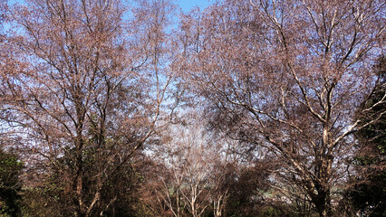 Skeleton trees with zigzag branches in the wild