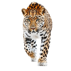 Obraz premium leopard Tiger, Transparent background 
