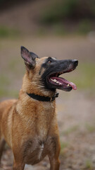 Belgian Malinois giving his owner full attention