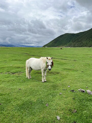 White horse on a green meadow, Tibetan plateau