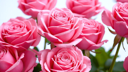 Vivid pink roses captured in a close-up, showcasing their lush petals and rich hues. Background is softly blurred, creating a delicate and romantic ambiance