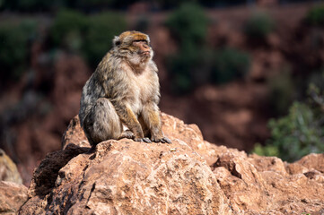 Monkey resting on a rock in the beautiful landscapes of Morocco during daylight