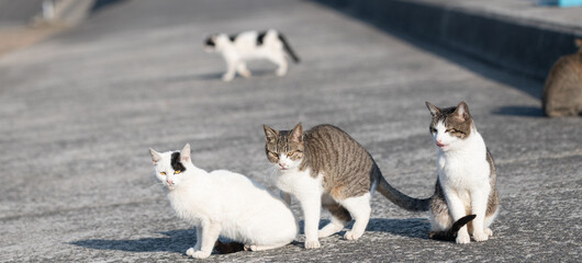 じゃれ合って遊ぶ複数の野良猫