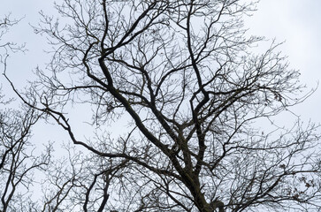 Tree silhouette with bare branches and twigs in a forest against bright sky during winter season, natural abstract trees woodland background