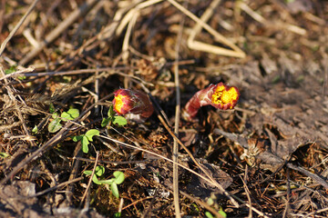 The first sprouts of the coltsfoot plant, peeking out of the dry grass.