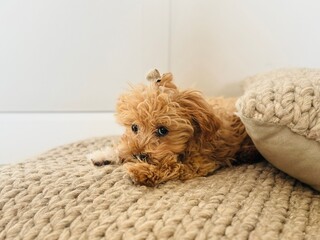 Adorable puppy lying on cushion looking up.