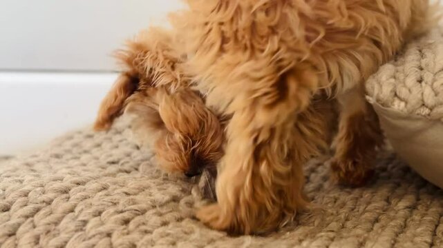 Playful puppy biting a cushion at home.