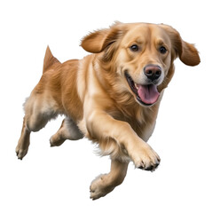 Fototapeta premium golden retriever Run Jump, cut out object, on Transparent background