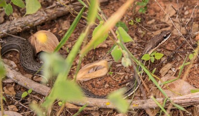 COBRA EM MEIO DE A VEGETEÇÃO