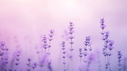 Obraz premium Soft pastel lavender and light grey gradient, delicate and dreamy with smooth transitions