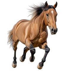 Obraz premium Arabian horse Run Jump, cut out object, on Transparent background