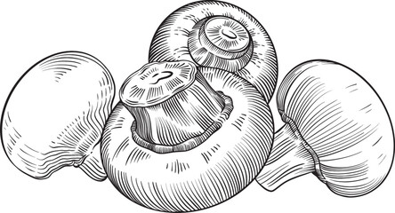 Champignon Mushrooms Illustration