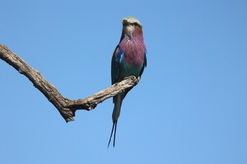 Birds up on the three