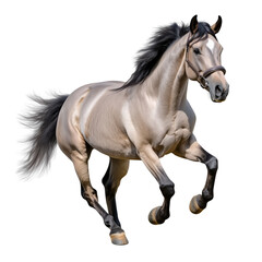 Obraz premium Arabian horse Run Jump, cut out object, on Transparent background