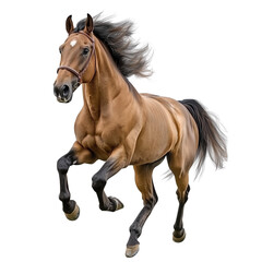 Obraz premium Arabian horse Run Jump, cut out object, on Transparent background