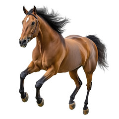 Obraz premium Arabian horse Run Jump, cut out object, on Transparent background