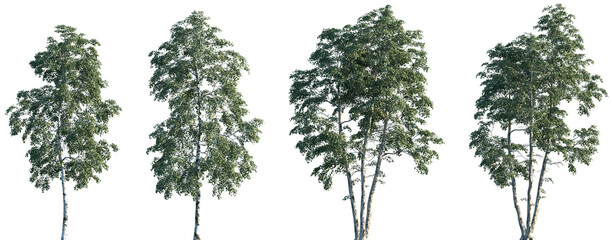 Set of Betula pendula (commonly known as silver birch, warty birch, European white birch, East Asian white birch) trees frontal isolated png on a transparent background perfectly cutout