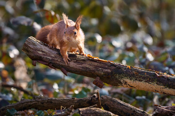 Ecureuil sur branche 