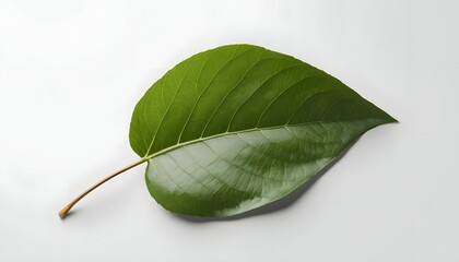 Obraz premium Green Bodhi Leaf Isolated on a White Background Natural Macro Shot