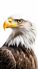 Obraz premium Captivating Gaze of a Bald Eagle Bird of Prey Animal Wildlife Close Up Detail on Bright Backdrop
