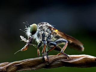 Isolated robber flies (Promachus), robber flies prey on insects