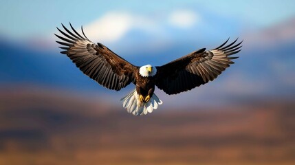 Obraz premium Bald Eagle Ascending in the Sky Bird of Prey Freedom Wildlife Flight Brown and White Plumage Outdoors
