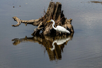 Photo of a Great white egret at the Blackwater National Wildlife Refuge on the eastern shore of Maryland