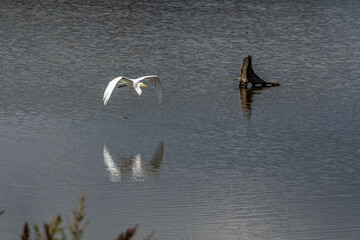 Photo of a Great white egret at the Blackwater National Wildlife Refuge on the eastern shore of Maryland
