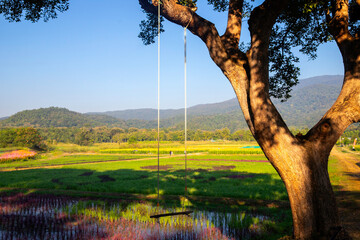 Wooden swing chair hanging on tree near rice field with mountain background  in Thailand. Summer Vacation Travel and Holiday concept. wooden swing on beautiful landscape with sunlight,