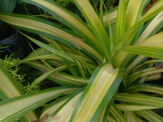 Obraz premium Pandanus Veitchii Plant, Stock Photo, Adobe Stock
