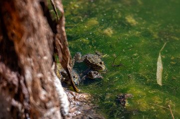 Frog resting on the edge of a green pond in Morocco during sunny daylight hours