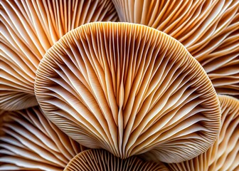 Intricate mushroom gills create a captivating abstract pattern, highlighting nature's delicate textures and organic shapes.
