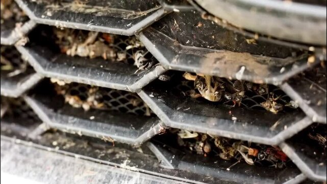 Various insects on the grille of a car. A trip out of town in summer