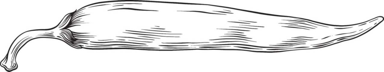 Chili Illustration
