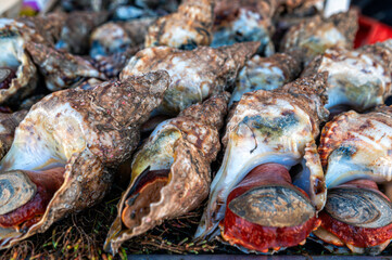 Fresh seafood stalls in Essaouira markets showcase colorful shells and ocean delicacies