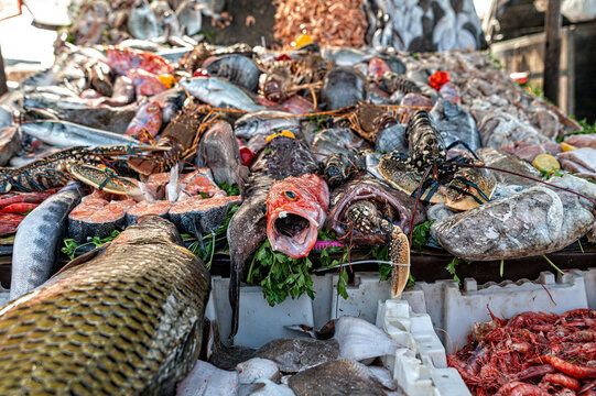 Fresh seafood market in Essaouira showcasing local catch and vibrant colors of the region