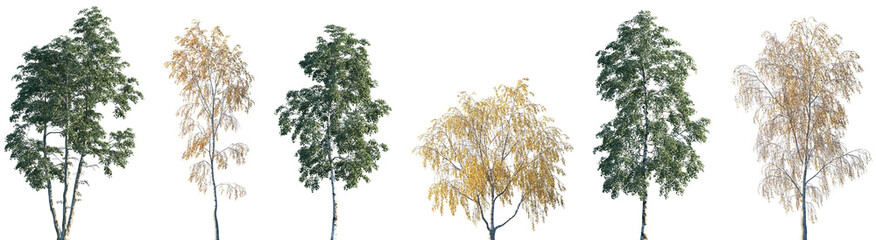 Obraz premium Set of summer and autumn Betula pendula trees frontal isolated png on a transparent background perfectly cutout