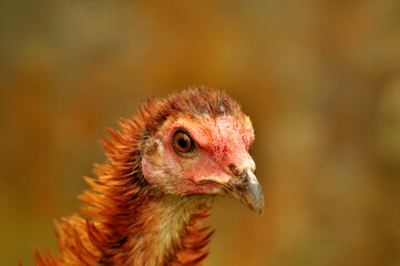 Closeup of a village chicken head selective focus