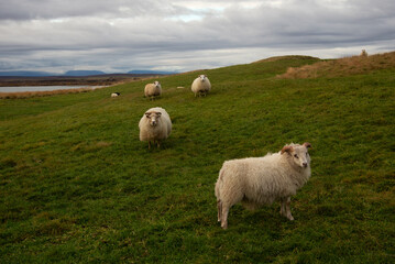 Sheep in Iceland