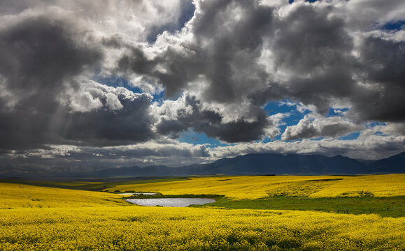 Small farm dam in the canola field