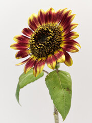 赤と黄色の複色のひまわり
