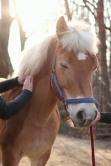 horse massage on farm during sunset. close-up of hands massaging