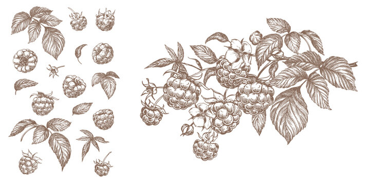 Vector set of raspberry vector drawings. Berries, flowers, leaves and branch. Engraving style illustration. Farm harvest isolated on white background. Great for label, poster, print, logo.