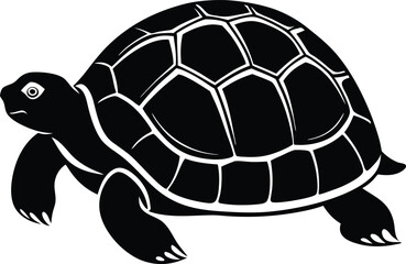 tortoise vector illustration