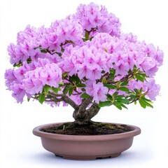 Pink Azalea Bonsai in Brown Pot Against White Background