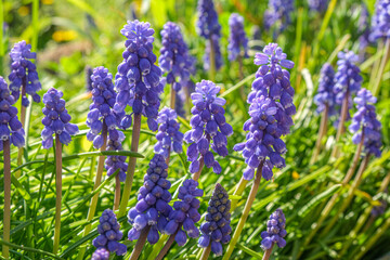 blue muscari spikes flowerbed in spring colorful daytime image suitable for gardening, floral decoration