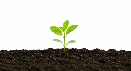 young seedling plant growing from soil isolated on white or transparent png
