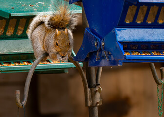 An eastern gray squirrel raiding a bird feeder at Audubon Acres, Chattanooga, Tennessee