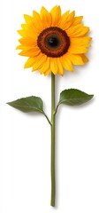 Fototapeta premium Single Yellow Sunflower with Green Leaves on White Background