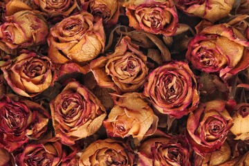Dried rose flowers with faded color. Close-up of dried and faded roses. Top-down view of dried rose petals. Dried roses with brown and red hues. Concept of diy, handmade, decoupage, natural cosmetic